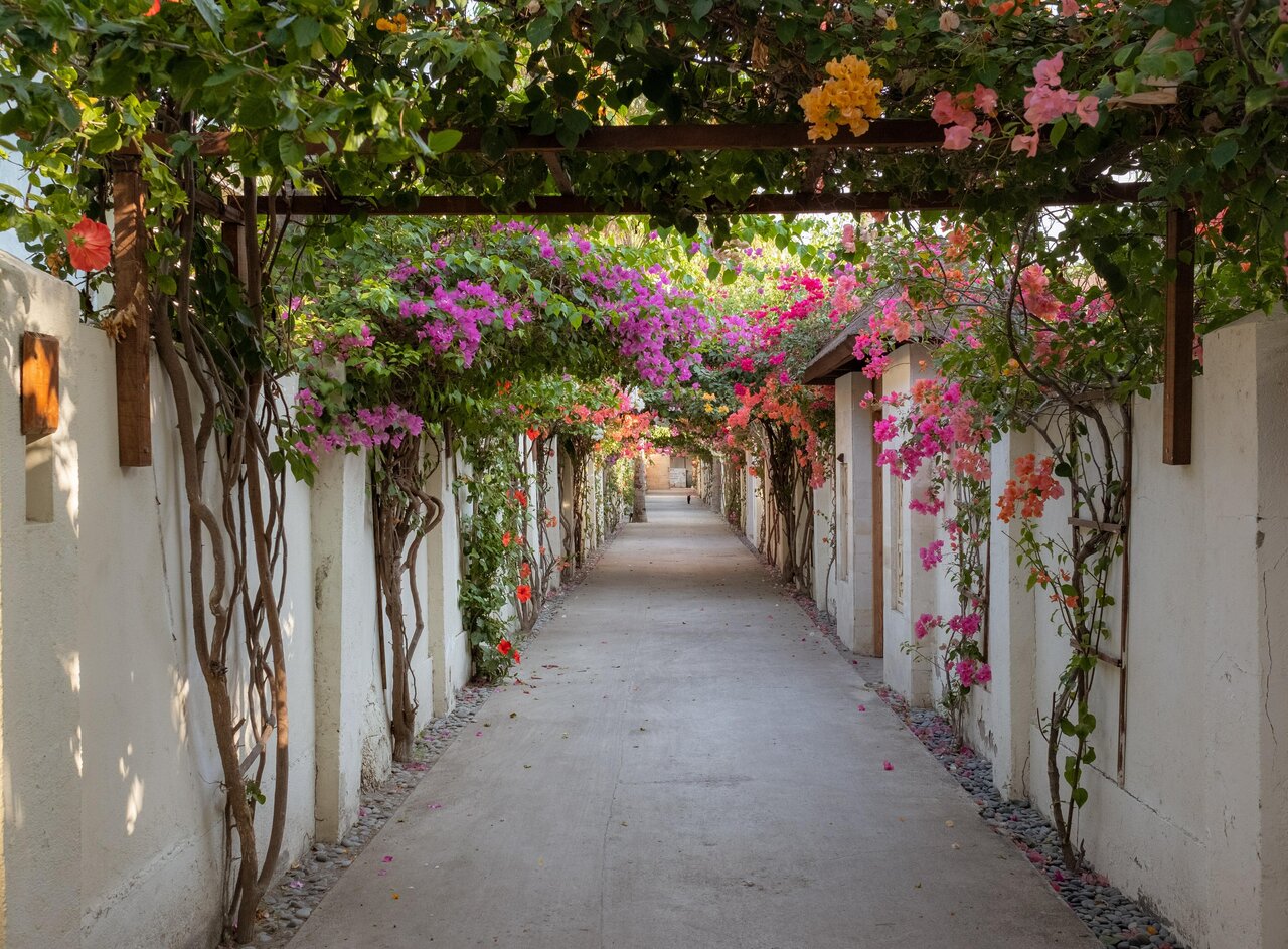 Aisle between walls covered by plants and flowers