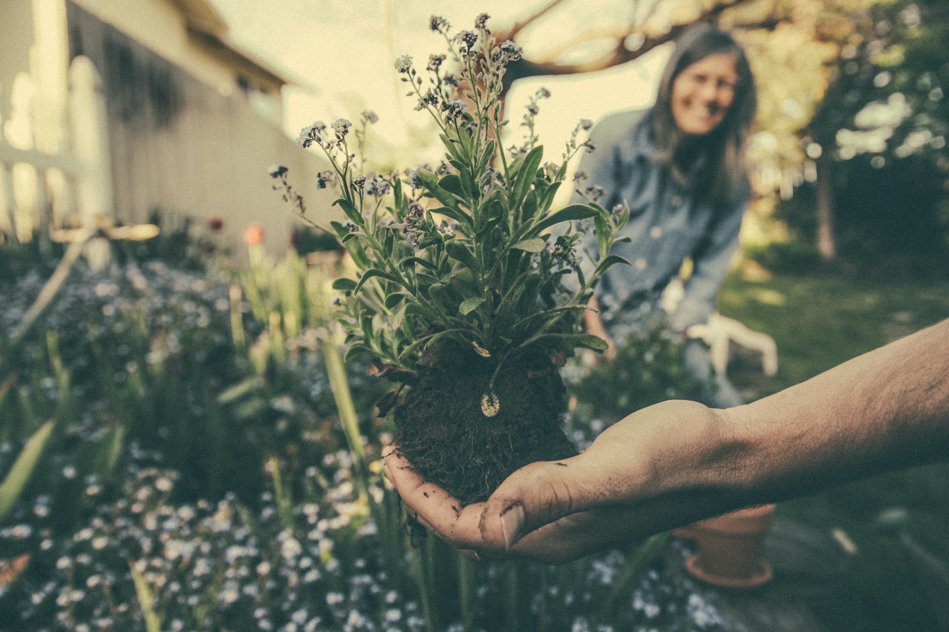 Hand holding a plant with an unfocused woman laughing in the background